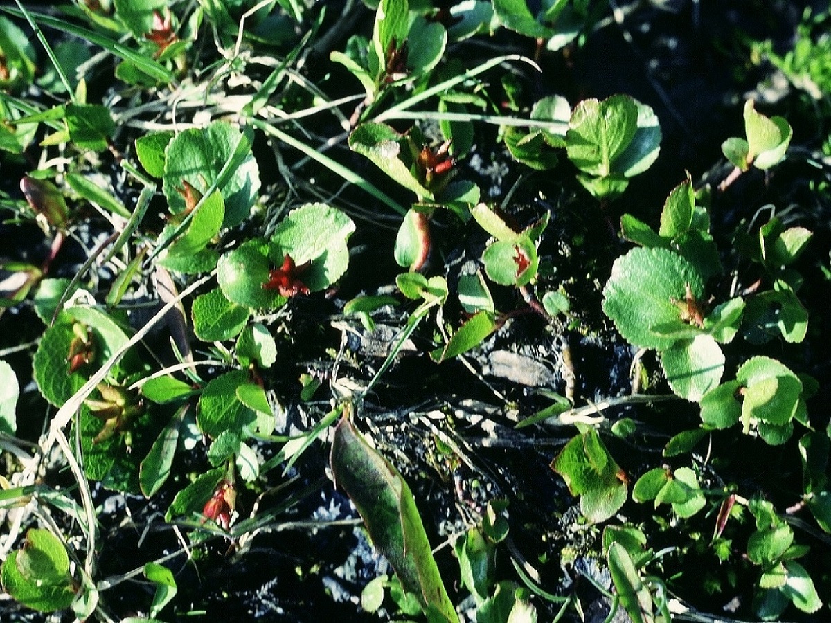 Salix herbacea (Salicaceae)